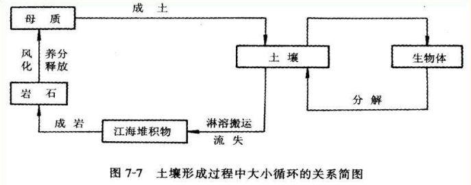 土壤形成过程中大小循环的关系简图