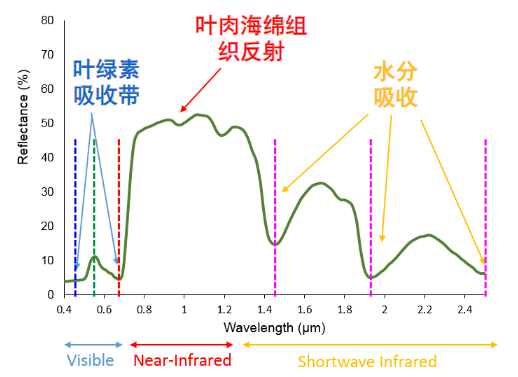 植被的波谱反射特性曲线